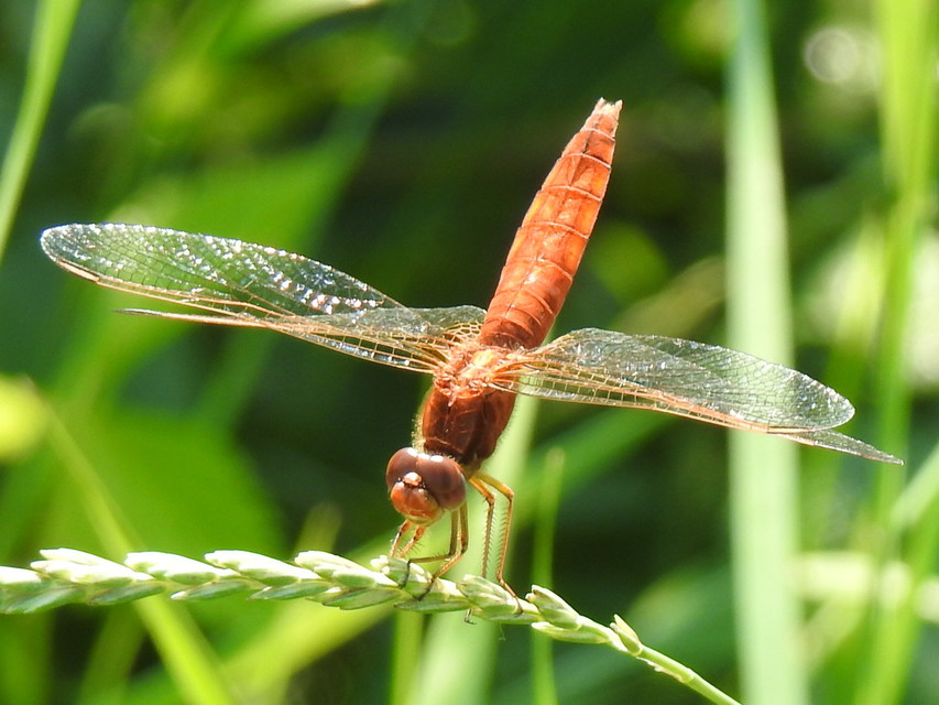 Crocothemis erythraea - skarlát szitakötő