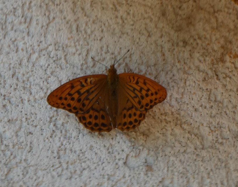 Argynnis paphia - nagy gyöngyházlepke