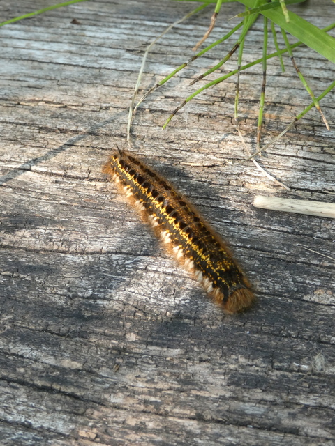 Euthrix potatoria - szomjas pohók