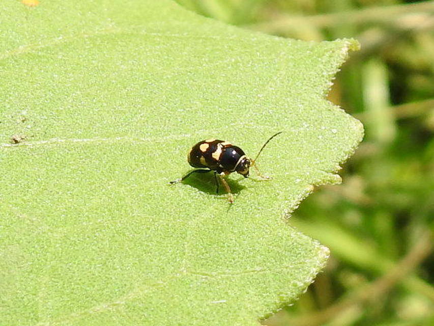 Cryptocephalus anticus - réti zömökbogár