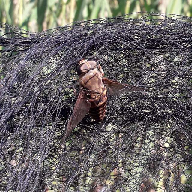 Tabanidae - böglyök