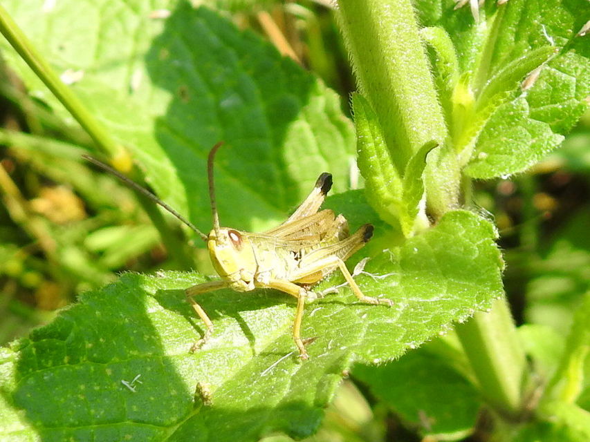 Pseudochorthippus parallelus - közönséges rétisáska
