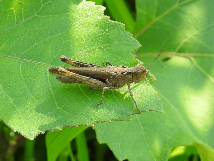 Chorthippus (Glyptobothrus) (subgenus)