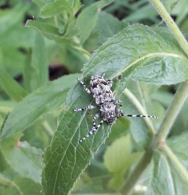 Aegomorphus clavipes - tarka cincér Aegomorphus clavipes - tarka cincér