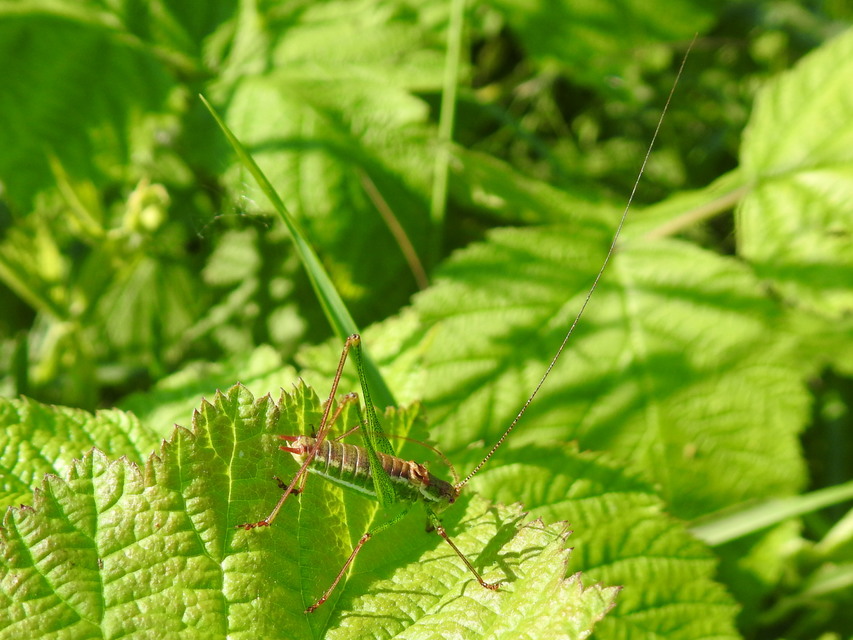 Leptophyes albovittata - közönséges virágszöcske