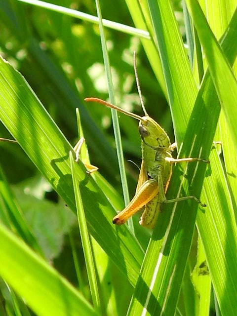 Pseudochorthippus parallelus - közönséges rétisáska