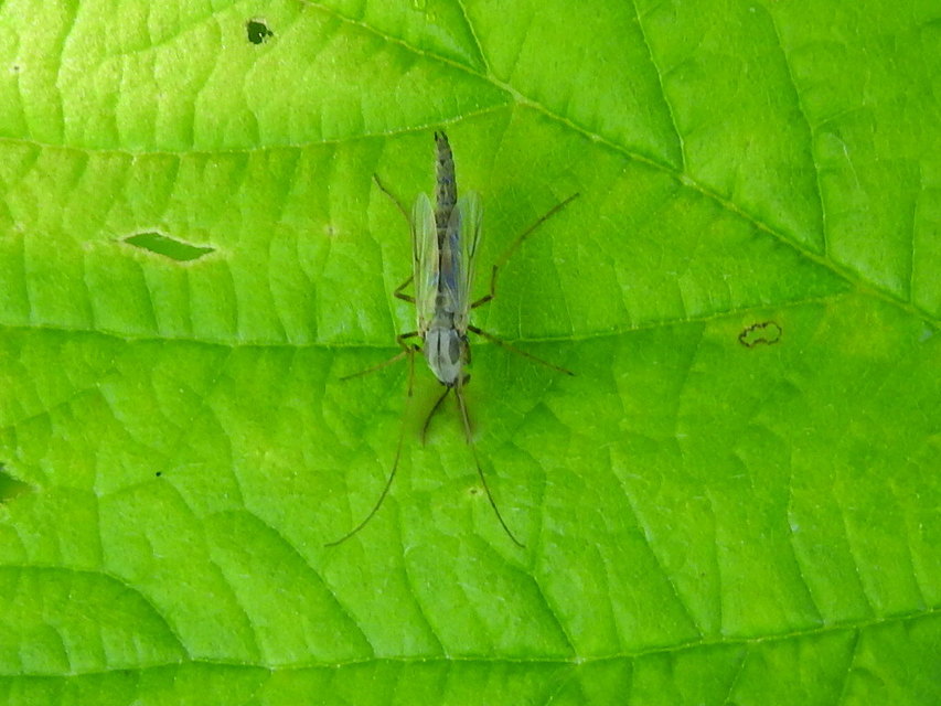 Chironomidae - árvaszúnyogok