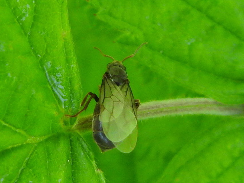 Lasius