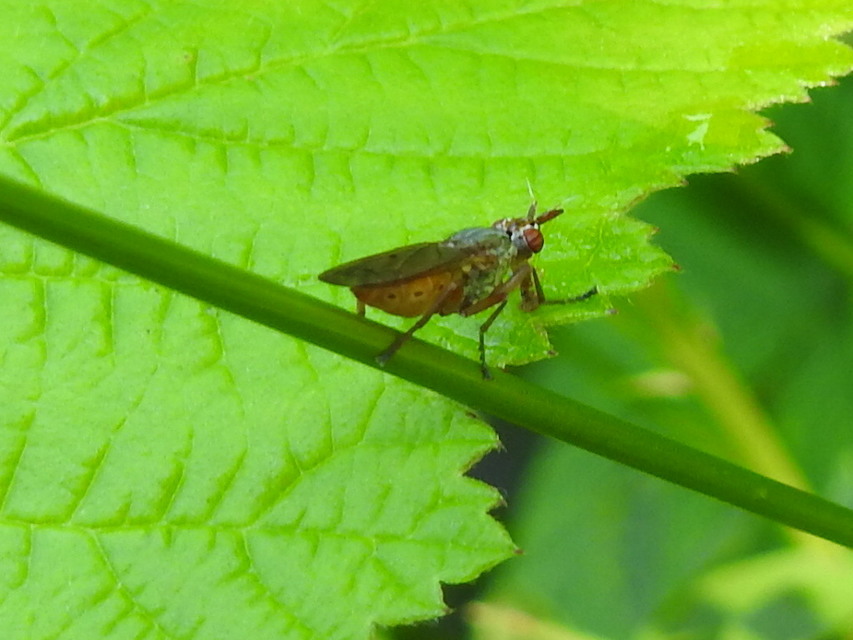 Sciomyzidae - szarvaslégyfélék