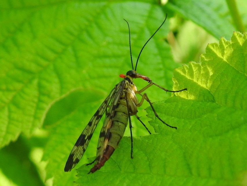 Panorpa vulgaris