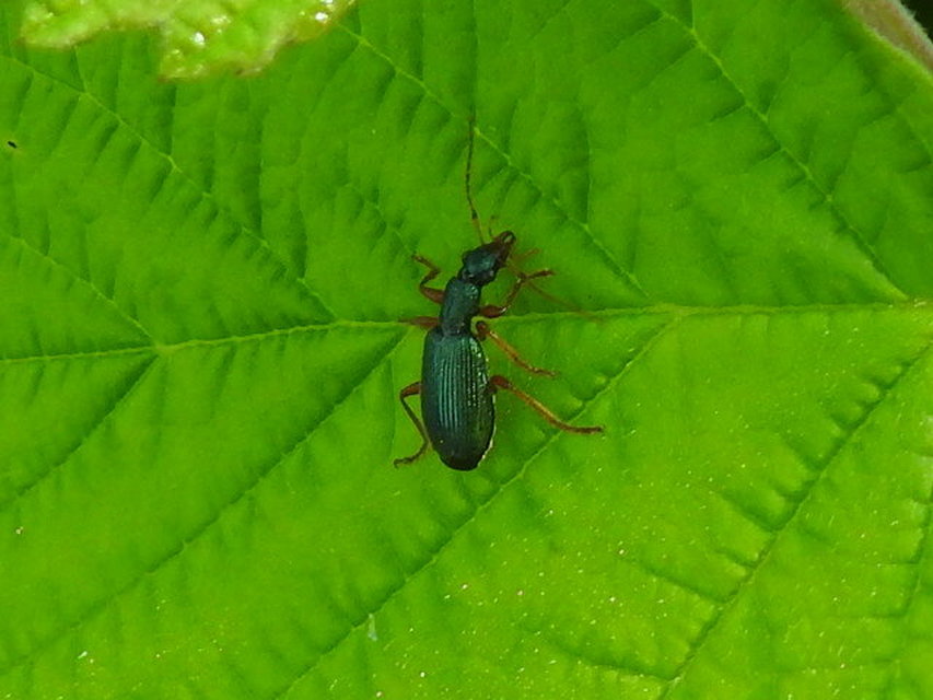 Drypta dentata - atlaszfutó