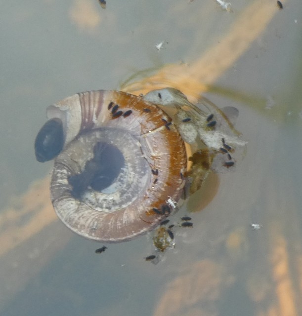 Podura aquatica