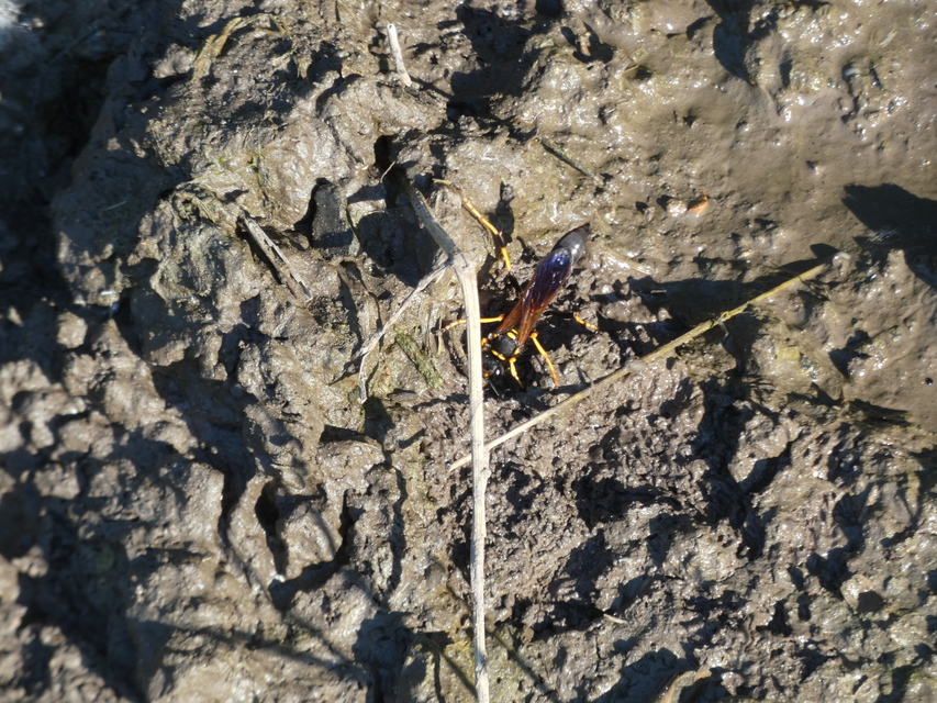 Sceliphron caementarium - feketenyelű lopódarázs
