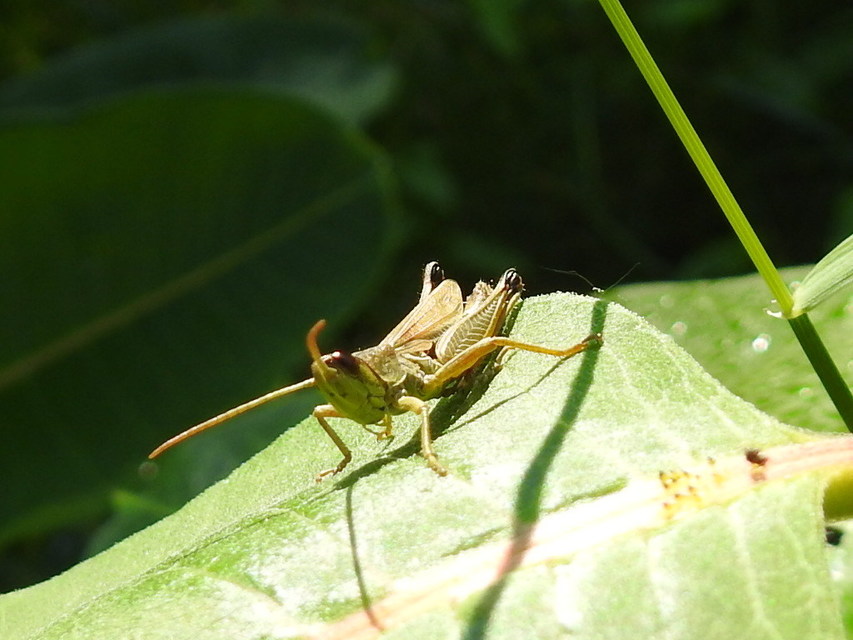Pseudochorthippus parallelus - közönséges rétisáska