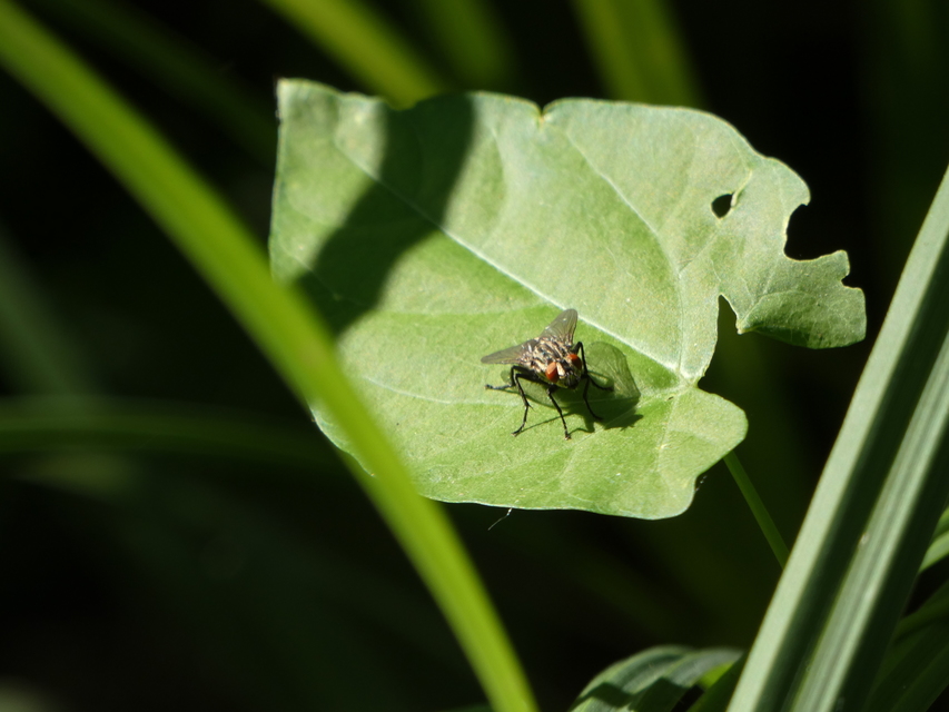Sarcophagidae - húslégyfélék