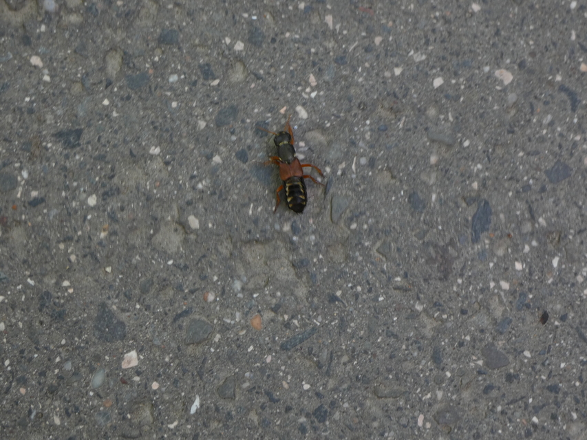 Staphylinus