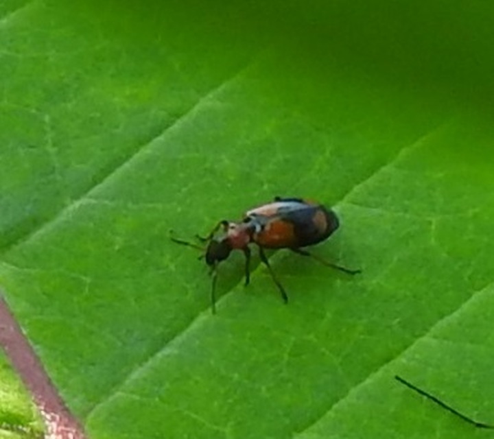 Lebia cruxminor - keresztes cserjefutó
