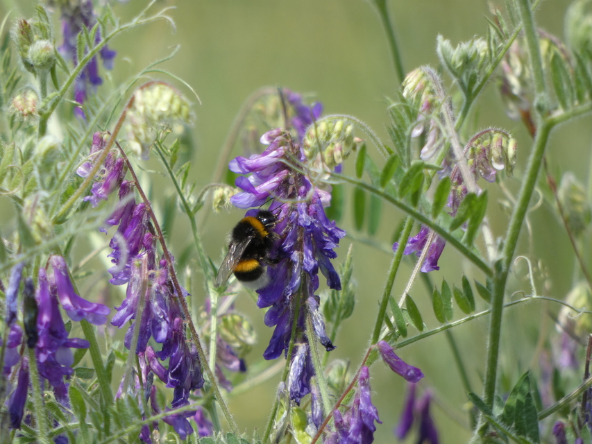Bombus terrestris/lucorum