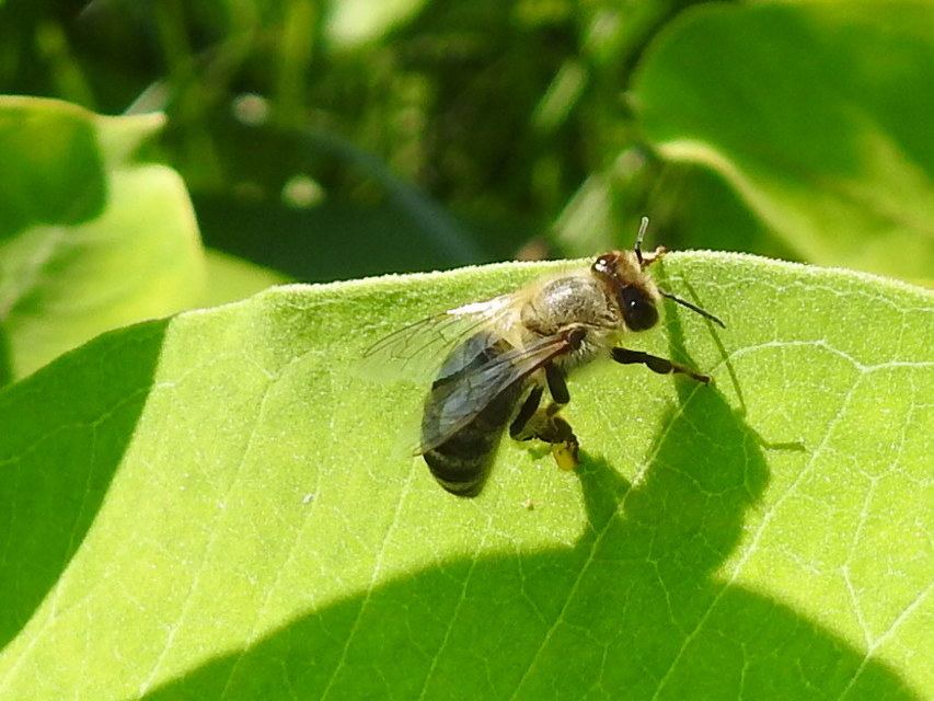 Apis mellifera - háziméh