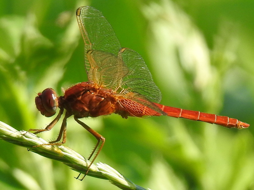 Crocothemis erythraea - skarlát szitakötő