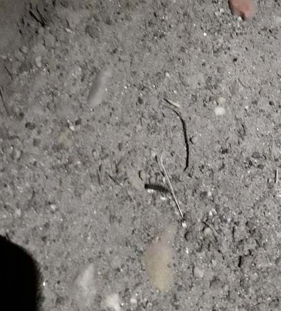 Lampyris noctiluca - nagy szentjánosbogár Lampyris noctiluca - nagy szentjánosbogár