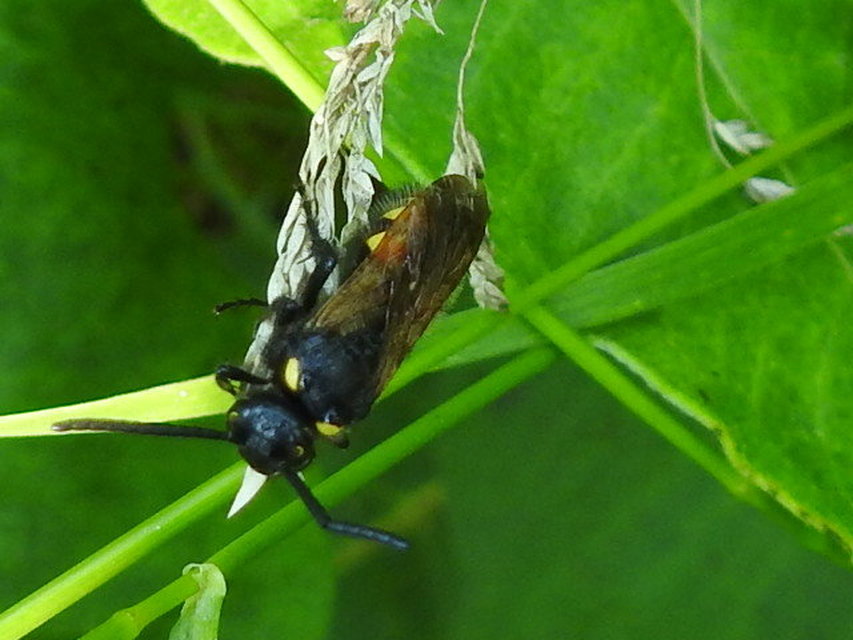 Scolia fusciformis - mediterrán tőrösdarázs