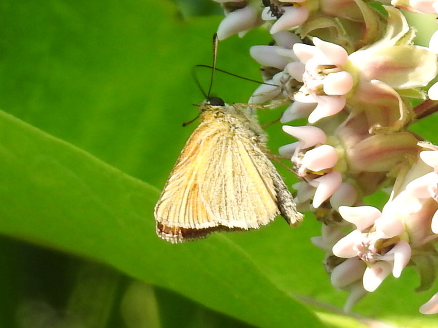 Thymelicus lineola - vonalas busalepke