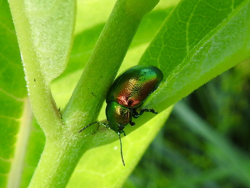 Chrysolina graminis - zöld varádicslevelész