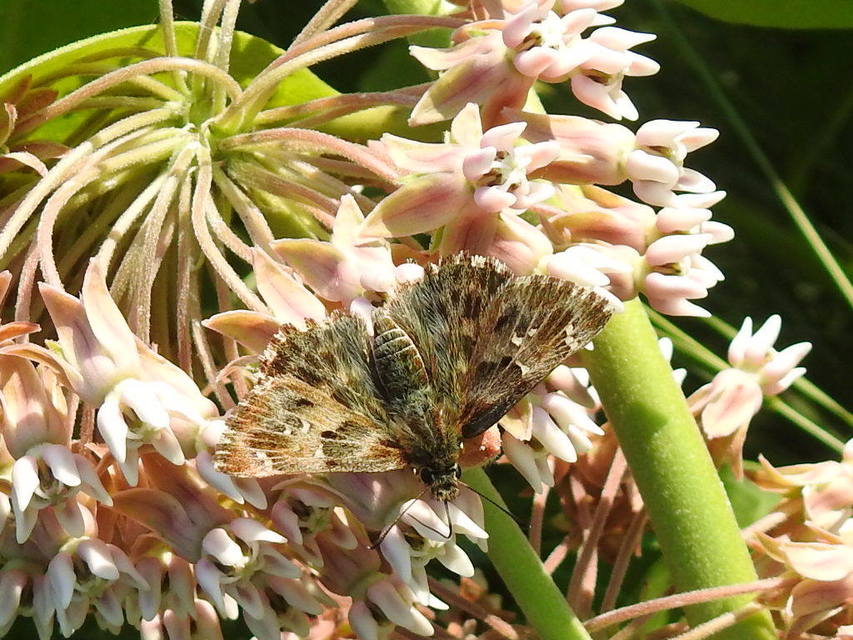 Carcharodus alceae - mályva-busalepke