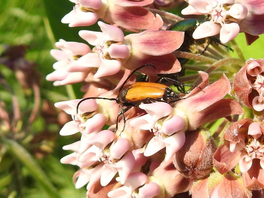 Stictoleptura fulva - vörhenyes virágcincér