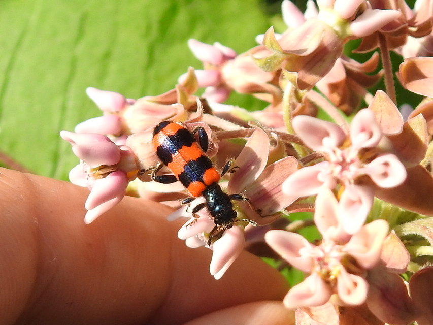 Trichodes apiarius - szalagos méhészbogár