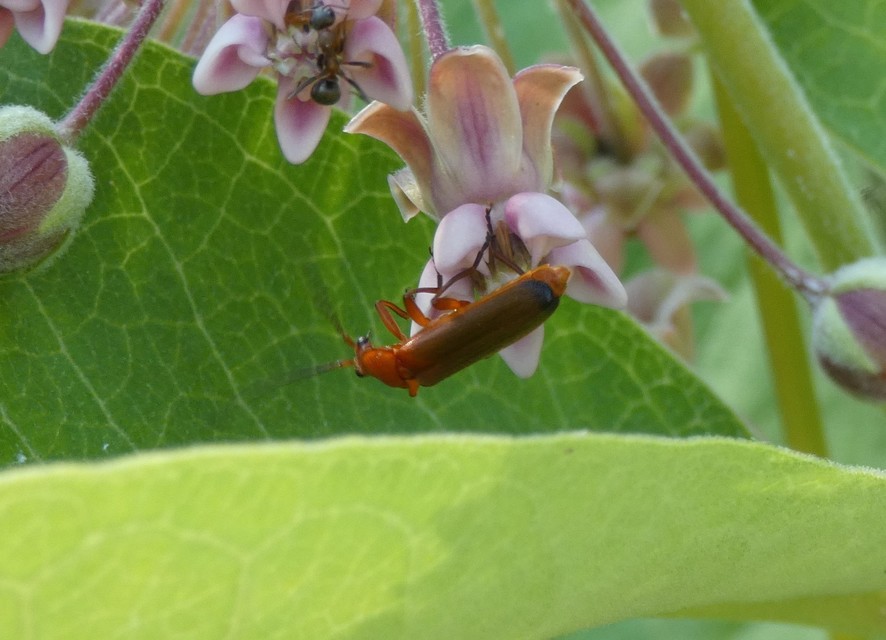 Rhagonycha fulva - feketevégű lágybogár