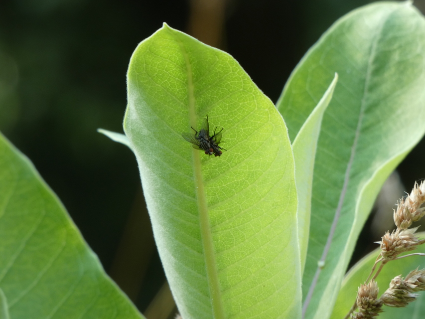 Sarcophagidae - húslégyfélék
