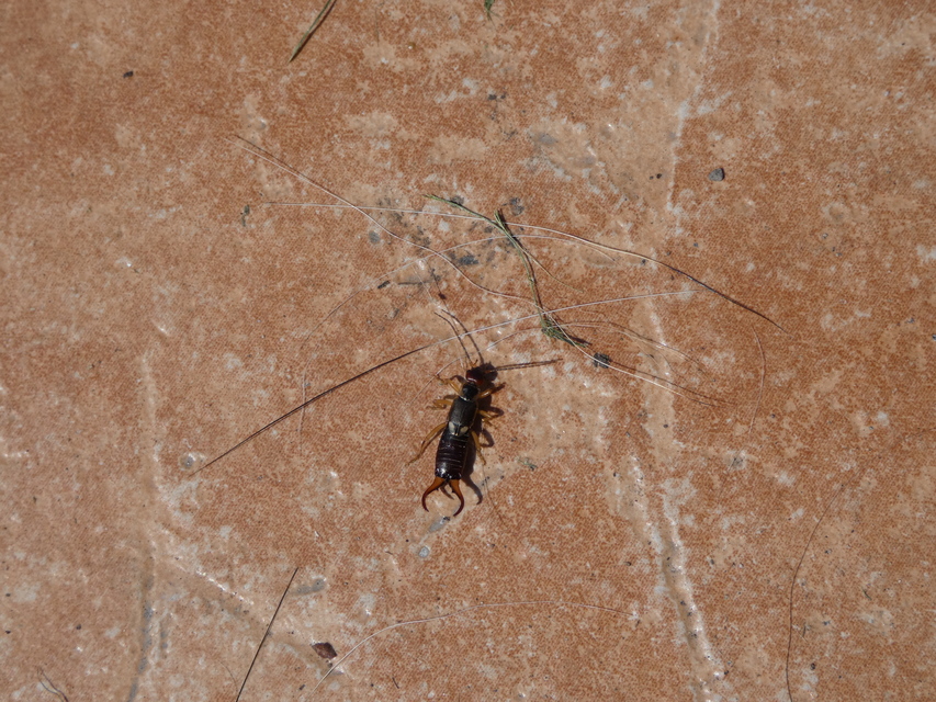 Forficula auricularia - közönséges fülbemászó