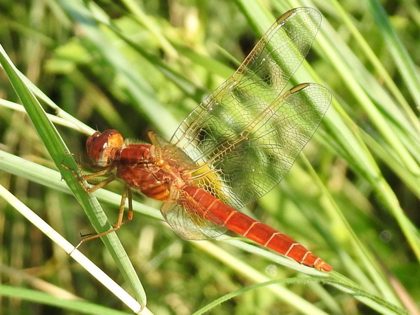 Crocothemis erythraea - skarlát szitakötő