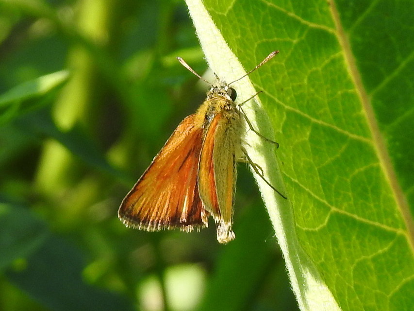 Thymelicus lineola - vonalas busalepke