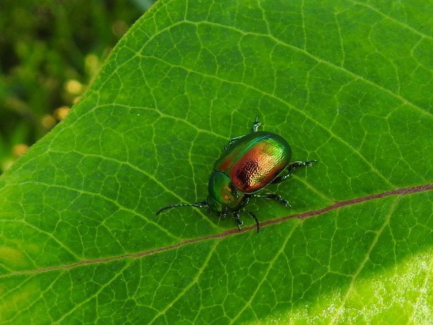 Chrysolina graminis - zöld varádicslevelész