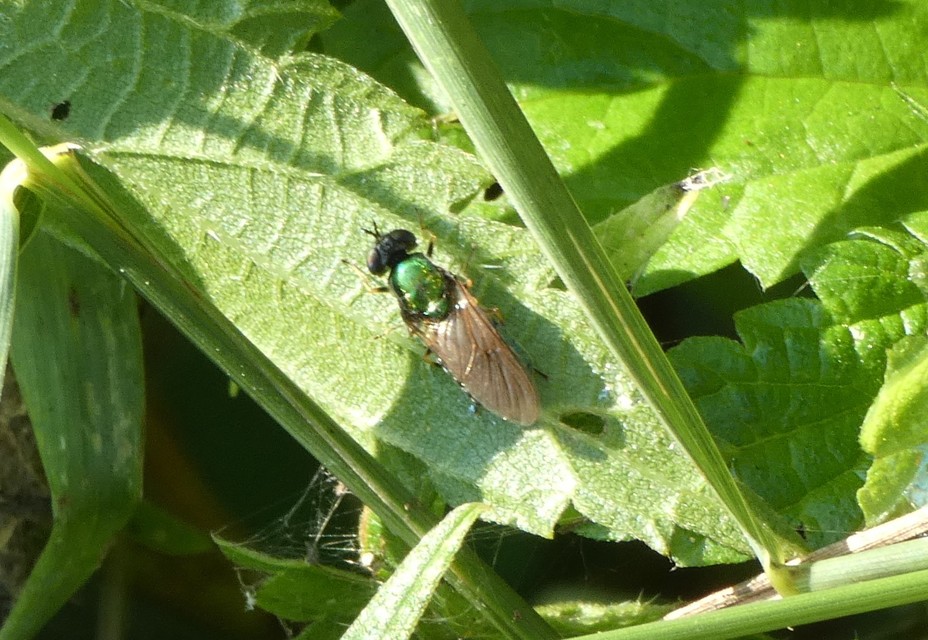 Chloromyia