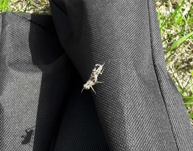 Oedaleus decorus - szalagos sáska