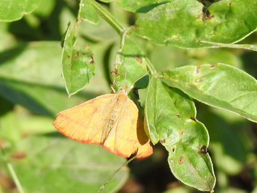 Lythria purpuraria - bíborsávos araszoló