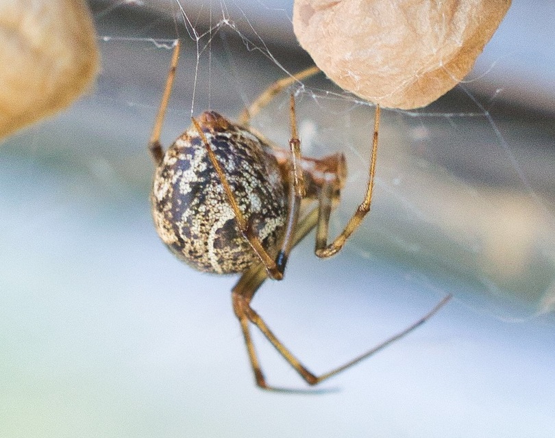 Parasteatoda