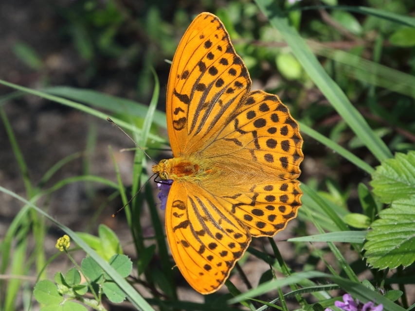 Argynnis paphia - nagy gyöngyházlepke