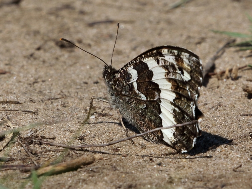 Brintesia circe - fehéröves szemeslepke