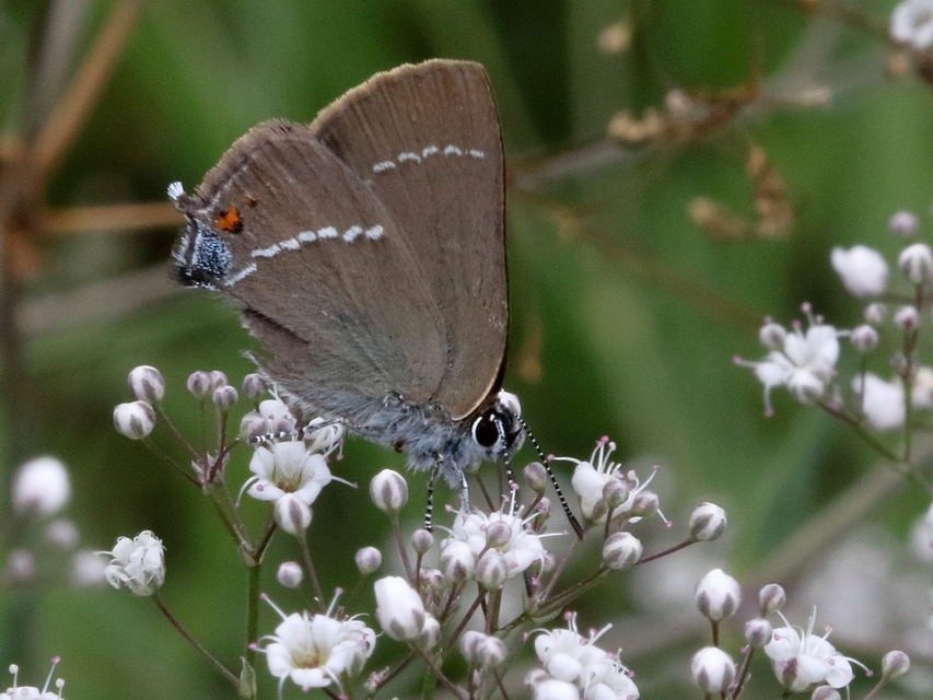 Satyrium spini - kökény-csücsköslepke