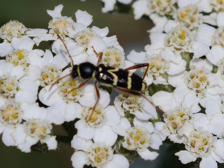 Clytus rhamni - benge-darázscincér