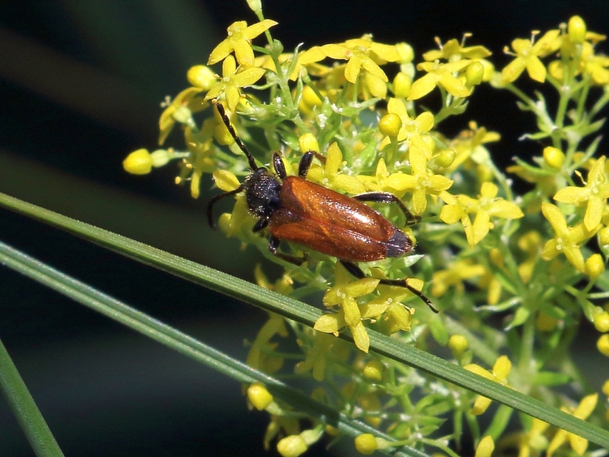 Pseudovadonia livida - barnás virágcincér