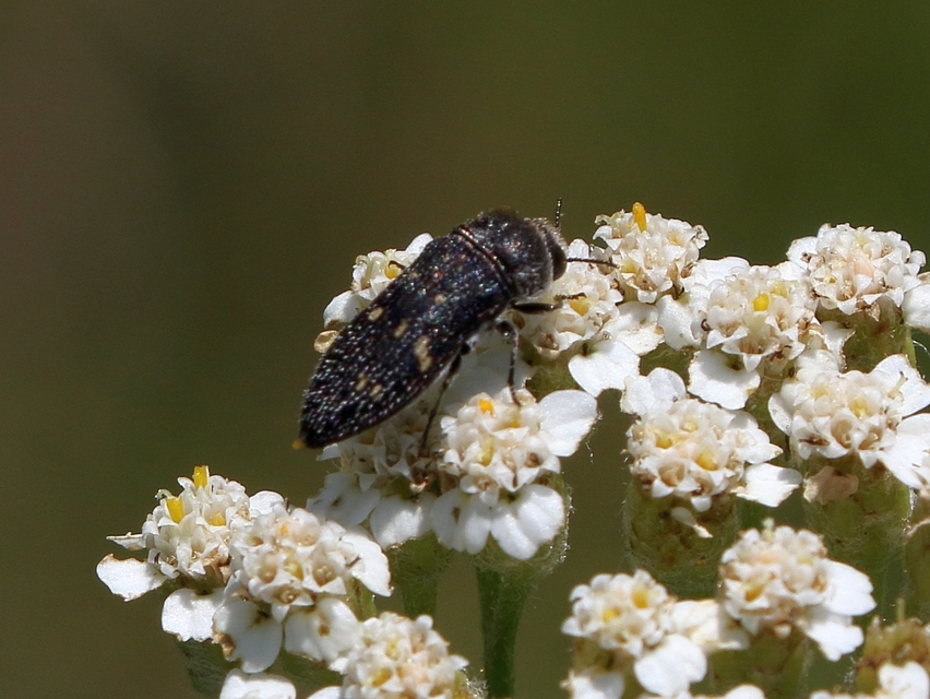 Acmaeoderella flavofasciata - sárgacsíkos zömökdíszbogár