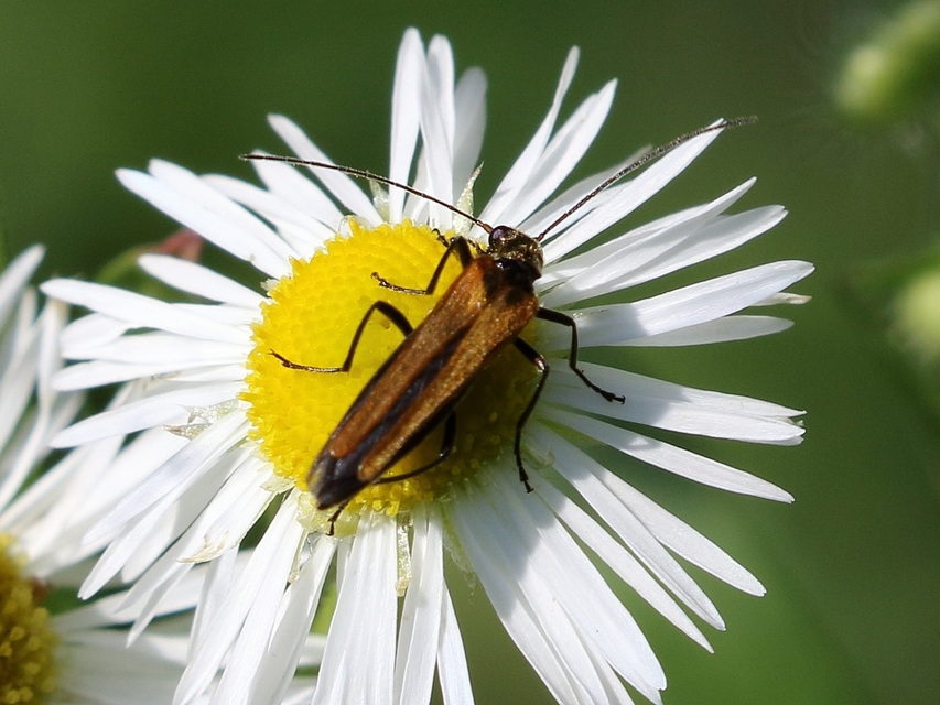 Oedemera femorata - sárgahátú álcincér