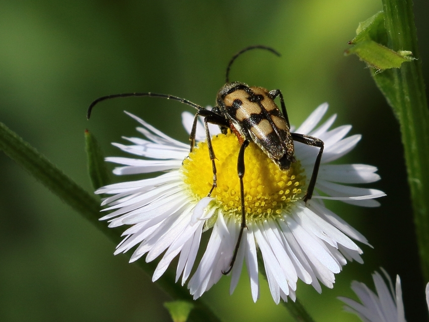 Pachytodes erraticus - rajzos virágcincér Pachytodes erraticus - rajzos virágcincér