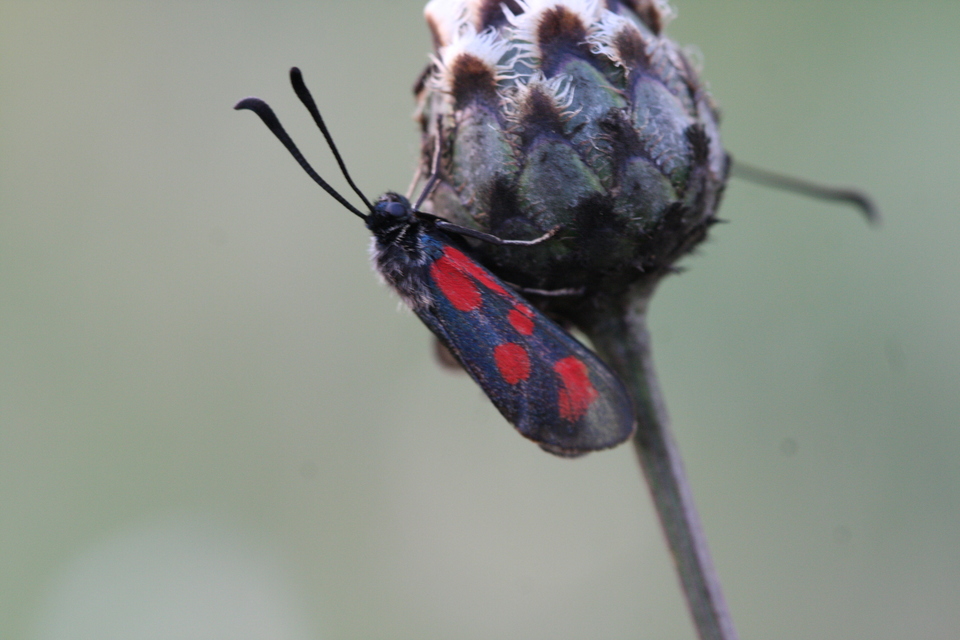 Zygaena loti - közönséges csüngőlepke